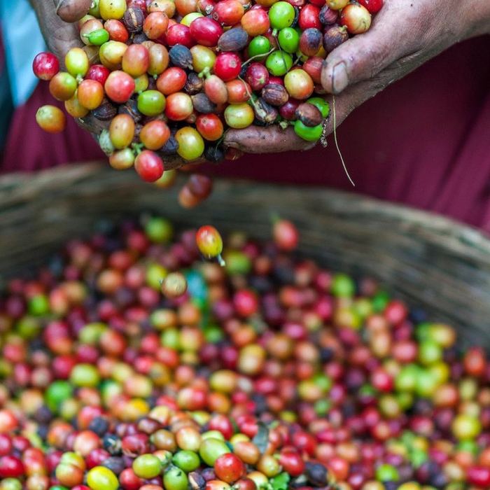 Handen vol rode en groene koffiebessen boven een mand