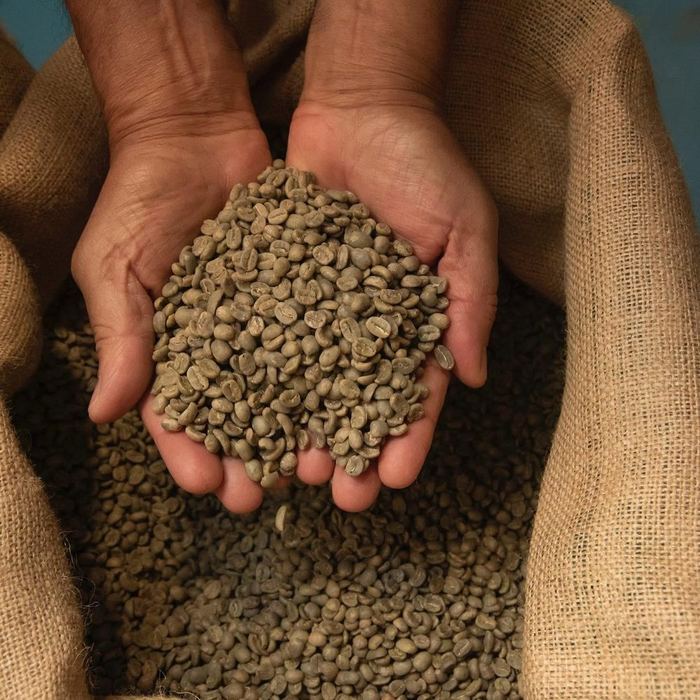 Handen vol groene koffiebonen boven een jute zak
